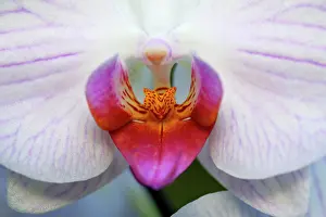 Detailed: Hybrid Orchid - detailed study of blossom, arboreal type