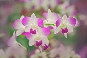 Orchids: Hybrid Orchids. Selby Gardens, Sarasota, Florida