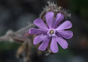 Campion: Hybrid Pink Campion, Silene latifolia x Silene