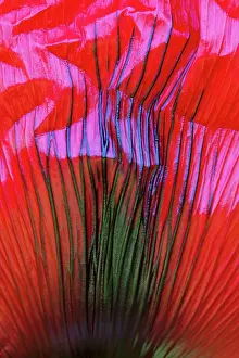 Detailed: Hybrid Poppy - detailed study of petal