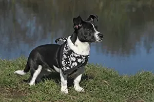 Scarf: Hybrid, with a scarf, standing at a lake, sideways