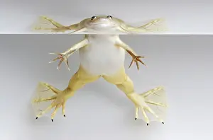 Clawed: Hybridized clawed frog (Silurana sp.)
