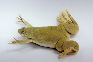 Clawed: Hybridized clawed frog (Silurana sp.)