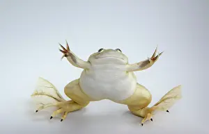 Clawed: Hybridized clawed frog (Silurana sp.)