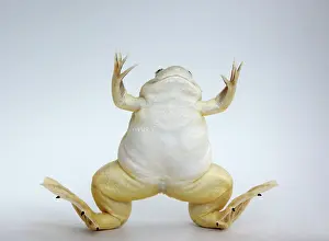 Clawed: Hybridized clawed frog (Silurana sp.)