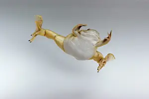 Clawed: Hybridized clawed frog (Silurana sp.)