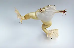 Clawed: Hybridized clawed frog (Silurana sp.)