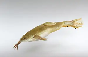 Clawed: Hybridized clawed frog (Silurana sp.)