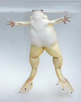 Clawed: Hybridized clawed frog (Silurana sp.)