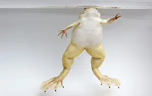 Clawed: Hybridized clawed frog (Silurana sp.)