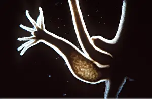 Emma Coghlan: Hydra: bud
