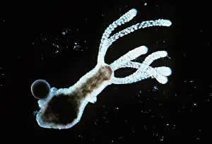 Emma Coghlan: HYDRA - TESTES AND EGG