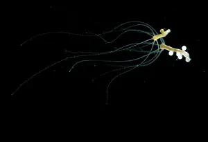 Genitalia: Hydra - testes and eggs