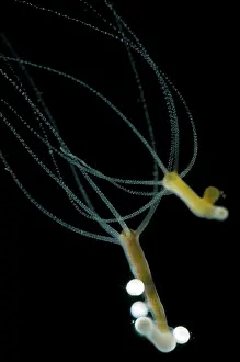 Hydra: Hydra - testes and eggs