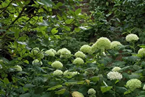 Arborescens: Hydrangea