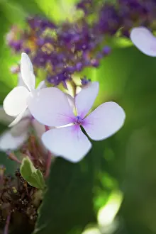 Lacecap: Hydrangea