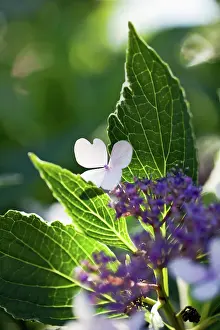 Lacecap: Hydrangea