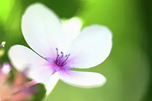 Lacecap: Hydrangea