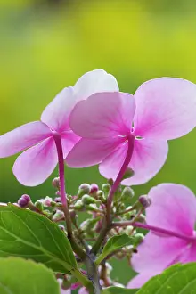Lacecap: Hydrangea