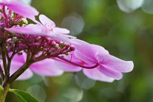 Lacecap: Hydrangea