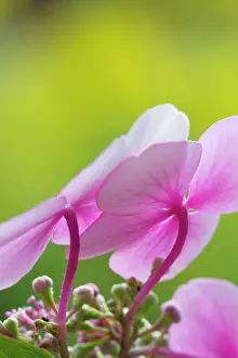 Lacecap: Hydrangea