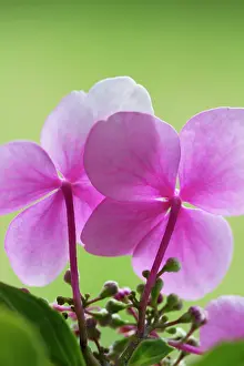 Lacecap: Hydrangea