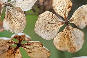 Bigleaf: Hydrangea