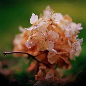 Hydrangea: Hydrangea