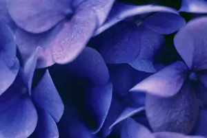 Hydrangea: Hydrangea