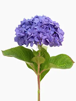Hydrangea: Hydrangea