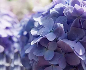 Hydrangea: Hydrangea
