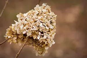 Hydrangea: Hydrangea
