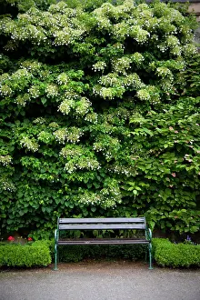 Siberia: Hydrangea