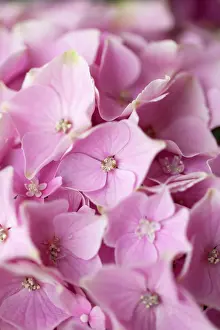 Hydrangea: Hydrangea