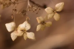 Hydrangea: Hydrangea