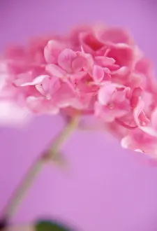 Hydrangea: Hydrangea