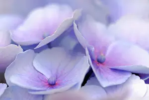 Hydrangea: Hydrangea