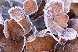 Hydrangea: Hydrangea