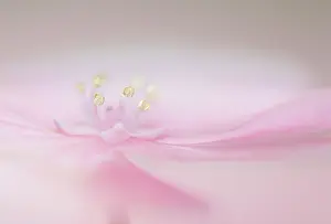 Hydrangea: Hydrangea