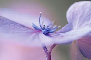 Hydrangea: Hydrangea