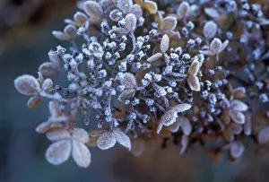 Hydrangea: Hydrangea
