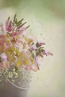 Hydrangea: Hydrangea