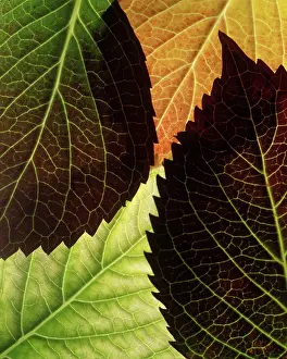 Hydrangea: Hydrangea