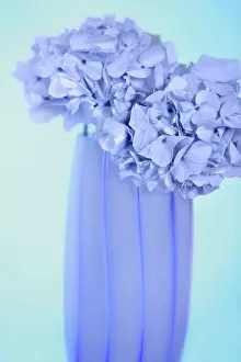 Hydrangea: Hydrangea