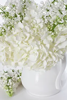 Hydrangea: Hydrangea
