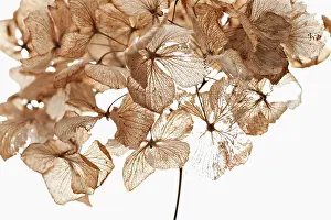 Hydrangea: Hydrangea