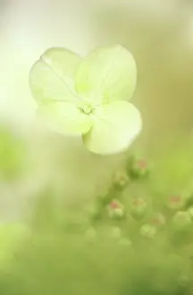 Hydrangea: Hydrangea