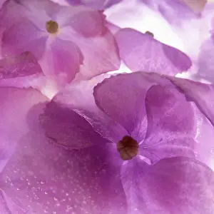 Hydrangea: Hydrangea