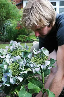 Hydrangea: Hydrangea