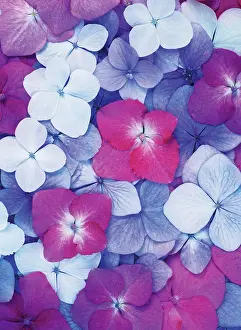 Hydrangea: Hydrangea